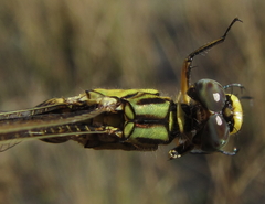 Orthetrum icteromelas