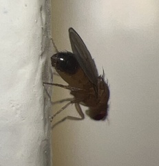 Drosophilidae