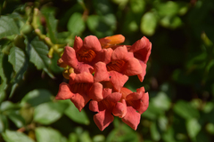 Campsis radicans