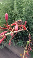 Hesperaloe parviflora