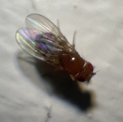Drosophilidae