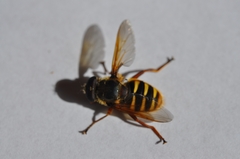 Sericomyia silentis