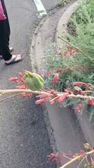Hesperaloe parviflora