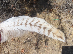 Buteo jamaicensis