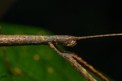 Libethra