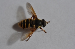 Sericomyia silentis