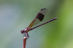 Euphaea decorata
