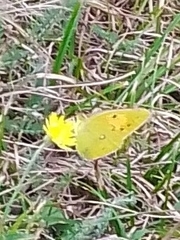 Colias croceus