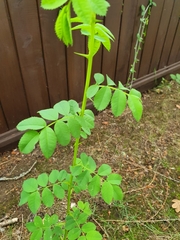 Rosa nutkana