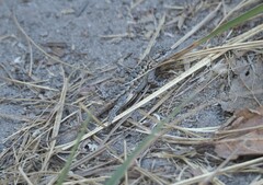 Sceloporus occidentalis bocourtii