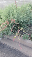 Hesperaloe parviflora