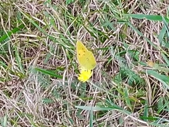 Colias croceus