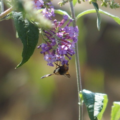 Volucella pellucens
