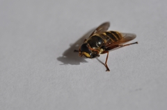 Sericomyia silentis
