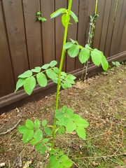 Rosa nutkana