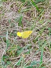 Colias croceus