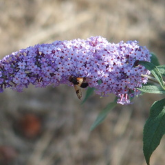 Volucella pellucens