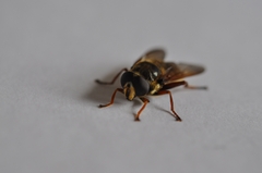 Sericomyia silentis