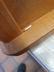 Tineola bisselliella