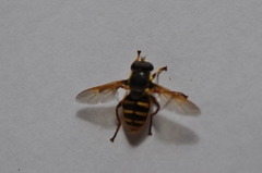 Sericomyia silentis