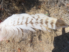Buteo jamaicensis