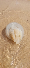 Catostylus perezi