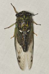 Neotibicen linnei
