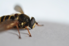 Sericomyia silentis