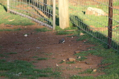 Stagonopleura guttata