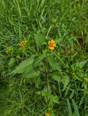 Bidens amplissima
