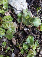 Lunularia cruciata