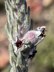 Phylica willdenowiana