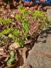 Euphorbia peplus