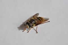 Sericomyia silentis