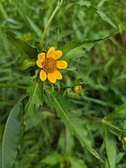 Bidens amplissima