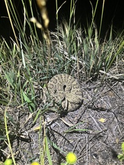 Crotalus viridis