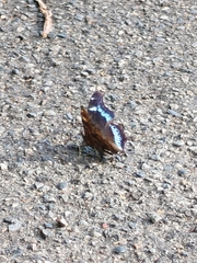 Kaniska canace