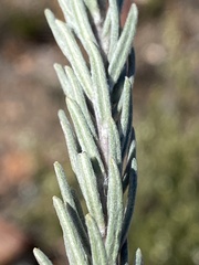 Phylica willdenowiana