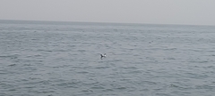 Laridae