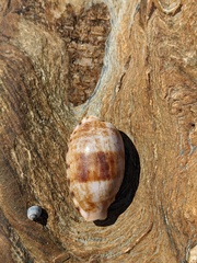 Talostolida pellucens
