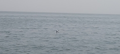 Laridae