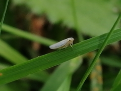 Macrosteles