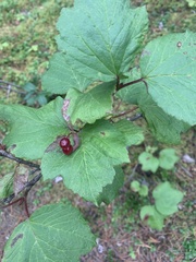 Viburnum edule