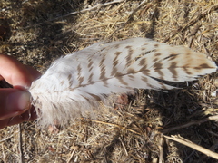 Buteo jamaicensis