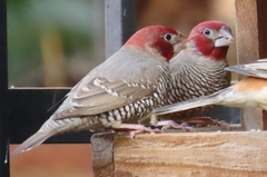 Amadina erythrocephala