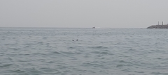 Laridae