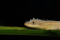 Anolis mariarum