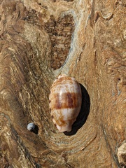 Talostolida pellucens