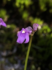 Utricularia oppositiflora
