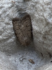 Caradrina clavipalpis